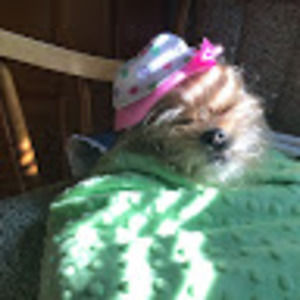 Meet your Posher, Johnson